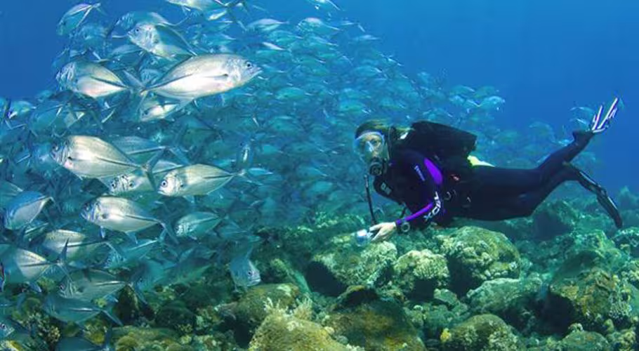 Nusa Dua Reef Nusa Dua Reef Diving Nusa Dua Reef Nusa Dua Reef Diving